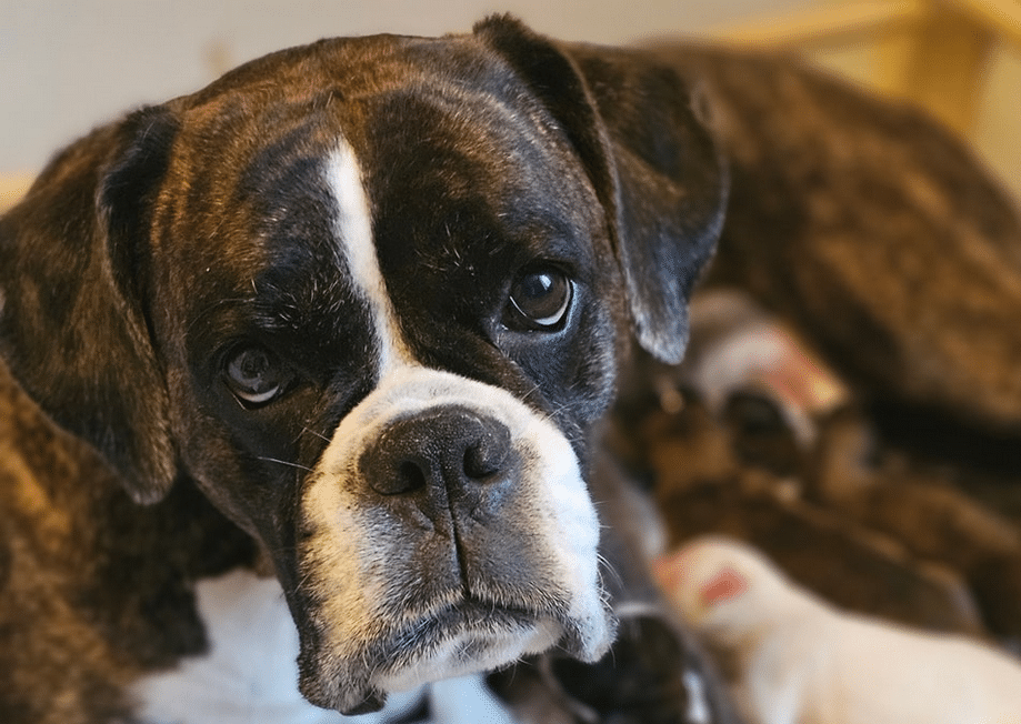 Ikon for Veterinærkiropraktikk